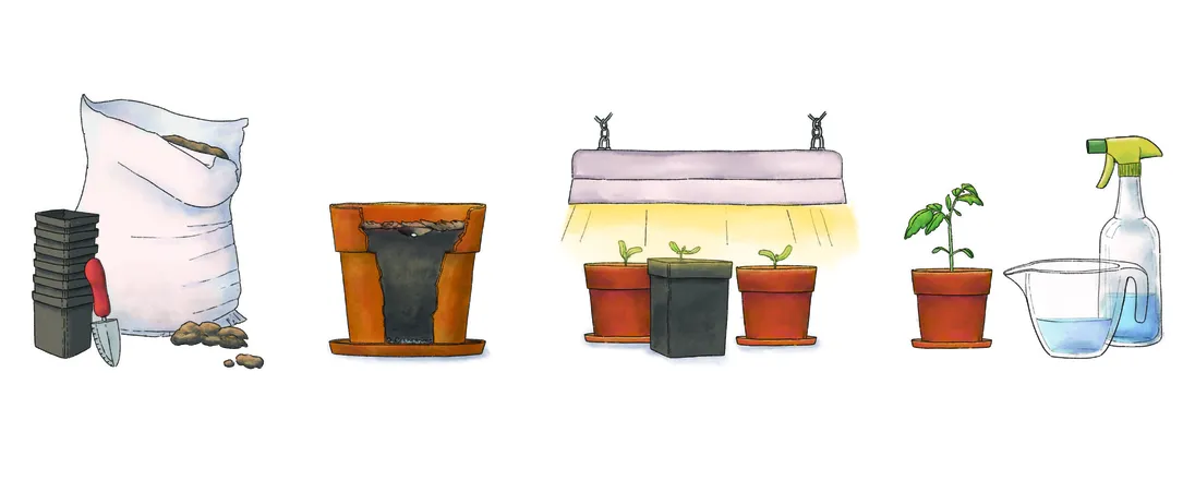 AudreySauble_portfolio_growing tomatoes.jpg