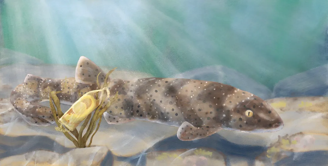 AudreySauble_portfolio_shark.jpg