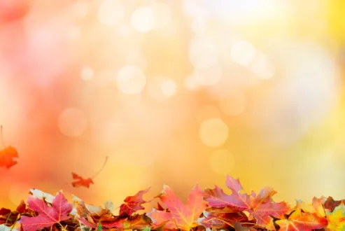 leaves 1.PNG