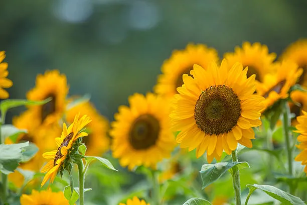 sunflower.jpg